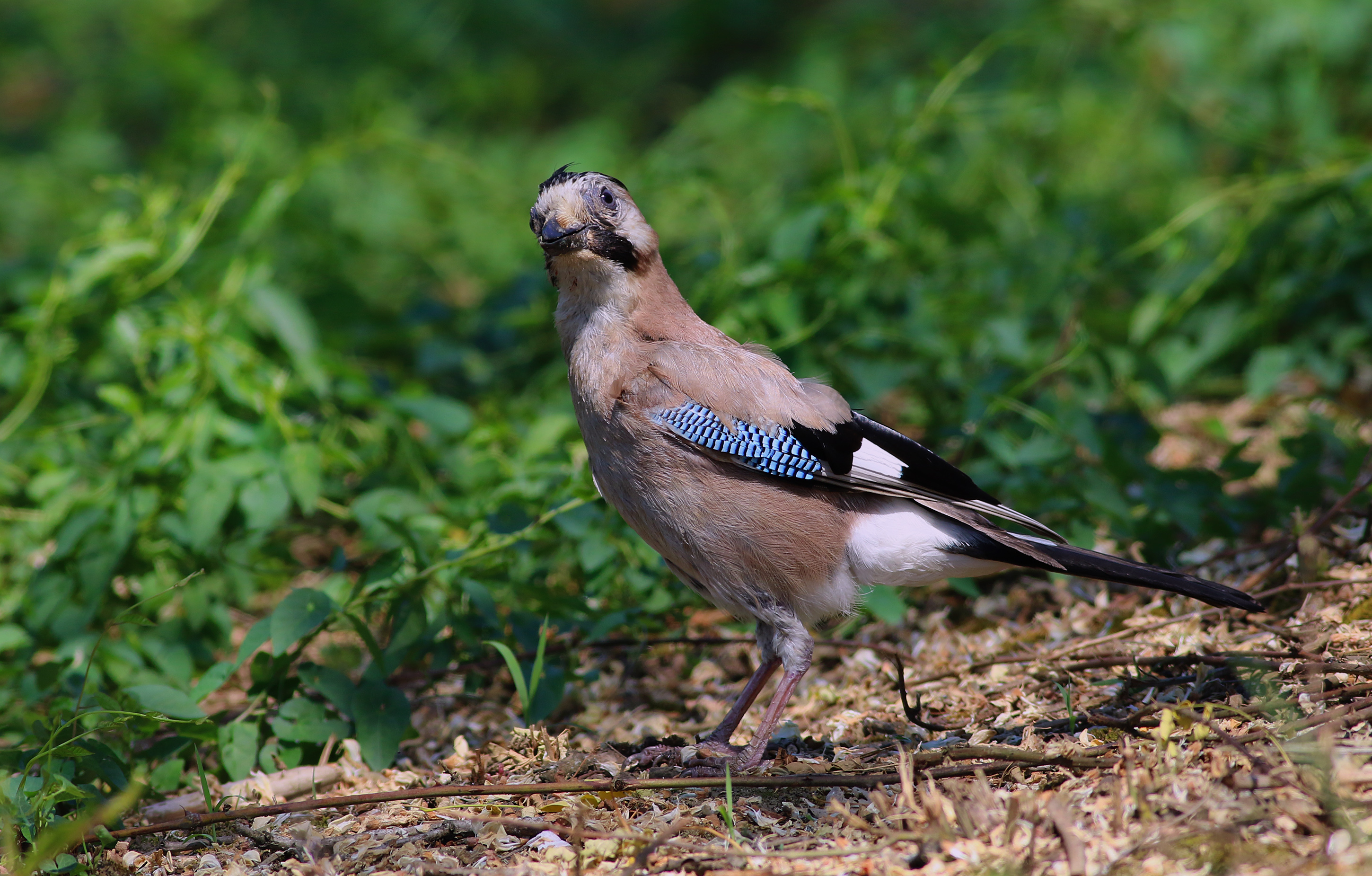 Eurasian Jay — Ana fotoğraf